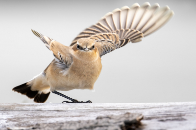 <i class='fa fa-user'></i> kevinhollmann |   Tapuit  <i class='fa fa-eye'> 94</i>  <i class='fa fa-thumbs-up'> 1</i>   <i class='fa fa-comment-o'> 19</i>