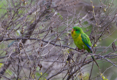 <i class='fa fa-user'></i> charlysax |   Citroenparkiet  <i class='fa fa-eye'> 143</i>  <i class='fa fa-thumbs-up'> 1</i>   <i class='fa fa-comment-o'> 2</i>