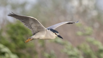 deze kwak kwam mooi langs vliegen in de ochtend uren