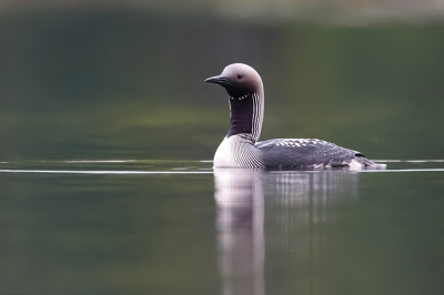 Vogel foto: Gavia arctica / Parelduiker / Black-throated Loon