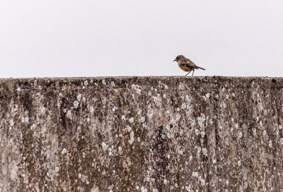 <i class='fa fa-user'></i> Harrie51 |   Roodborsttapuit  <i class='fa fa-eye'> 81</i>  <i class='fa fa-thumbs-up'> 2</i>   <i class='fa fa-comment-o'> 20</i>