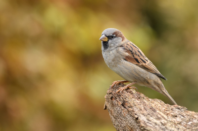 <i class='fa fa-user'></i> Wil Doorn-Meijne |   Huismus  <i class='fa fa-eye'> 74</i>  <i class='fa fa-thumbs-up'> 4</i>   <i class='fa fa-comment-o'> 18</i>