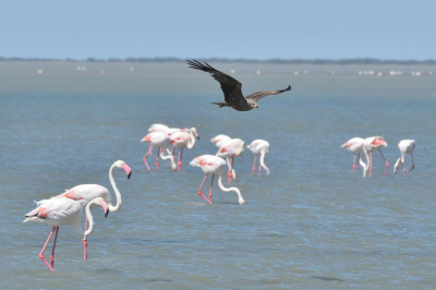 I de Camarque stond ik langs de kant van een zoutmeer naar flamingo;s te kijken toen opeens deze zwarte wouw voorbij kwam. Even later kwam hij weer terug. De flamingo's negeerden de zwarte wouw volledig.