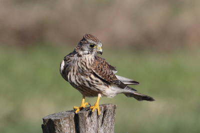 <i class='fa fa-user'></i> hjstukker |   Torenvalk  <i class='fa fa-eye'> 79</i>  <i class='fa fa-thumbs-up'> 1</i>   <i class='fa fa-comment-o'> 19</i>