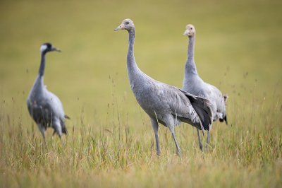 <i class='fa fa-user'></i> Alex Roetemeijer |   Kraanvogel  <i class='fa fa-eye'> 94</i>  <i class='fa fa-thumbs-up'> 2</i>   <i class='fa fa-comment-o'> 19</i>