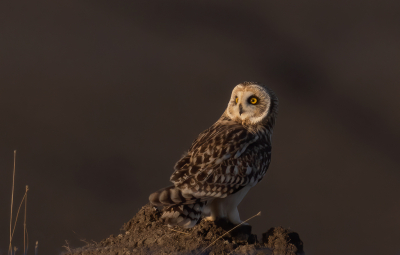 <i class='fa fa-user'></i> Ben Reitsma |   Velduil  <i class='fa fa-eye'> 320</i>  <i class='fa fa-thumbs-up'> 17</i>   <i class='fa fa-comment-o'> 21</i>