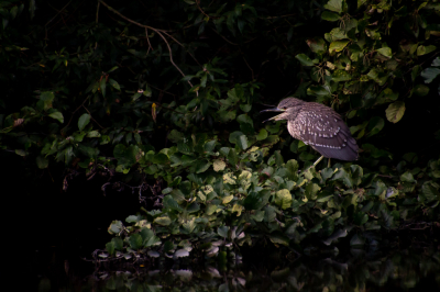 Bird picture: Nycticorax nycticorax / Kwak / Black-crowned Night Heron