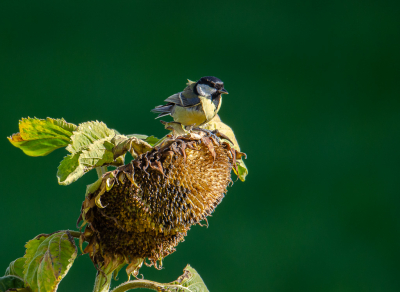 <i class='fa fa-user'></i> RTL |   Koolmees  <i class='fa fa-eye'> 83</i>   <i class='fa fa-comment-o'> 18</i>