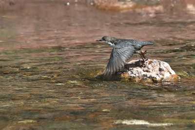 <i class='fa fa-user'></i> josephine |   Waterspreeuw  <i class='fa fa-eye'> 95</i>   <i class='fa fa-comment-o'> 21</i>