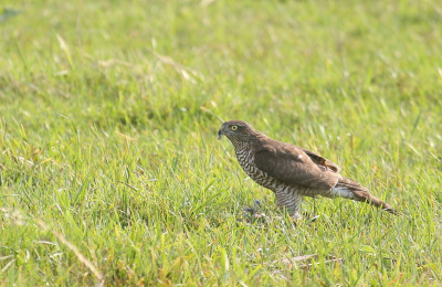 <i class='fa fa-user'></i> rixte |   Sperwer  <i class='fa fa-eye'> 68</i>   <i class='fa fa-comment-o'> 17</i>