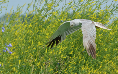 <i class='fa fa-user'></i> Richard Ubels |   Steppekiekendief  <i class='fa fa-eye'> 340</i>  <i class='fa fa-thumbs-up'> 8</i>   <i class='fa fa-comment-o'> 8</i>