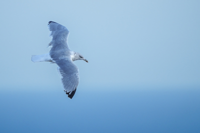 <i class='fa fa-user'></i> GeertN |   Zilvermeeuw  <i class='fa fa-eye'> 109</i>  <i class='fa fa-thumbs-up'> 2</i>   <i class='fa fa-comment-o'> 20</i>