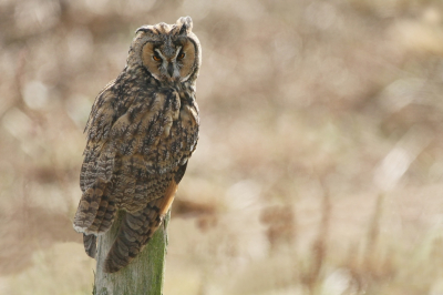 <i class='fa fa-user'></i> Ruben de Bruijn |   Ransuil  <i class='fa fa-eye'> 95</i>  <i class='fa fa-thumbs-up'> 1</i>   <i class='fa fa-comment-o'> 18</i>