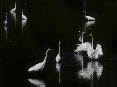 <i class='fa fa-user'></i> sieb |   Grote Zilverreiger  <i class='fa fa-eye'> 299</i>  <i class='fa fa-thumbs-up'> 17</i>   <i class='fa fa-comment-o'> 17</i>