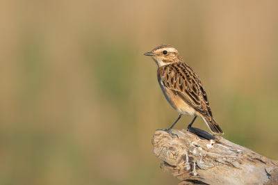 <i class='fa fa-user'></i> Vincent Vuik |   Paapje  <i class='fa fa-eye'> 97</i>  <i class='fa fa-thumbs-up'> 3</i>   <i class='fa fa-comment-o'> 20</i>