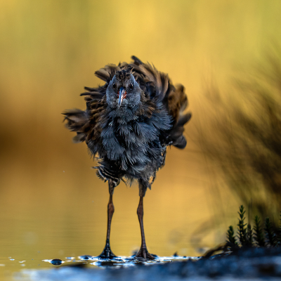 <i class='fa fa-user'></i> Loes Belovics |   Waterral  <i class='fa fa-eye'> 352</i>  <i class='fa fa-thumbs-up'> 17</i>   <i class='fa fa-comment-o'> 11</i>