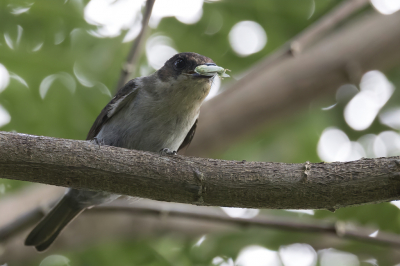 <i class='fa fa-user'></i> Paul van Giersbergen |   Jamaicaanse Bekarde  <i class='fa fa-eye'> 98</i>   <i class='fa fa-comment-o'> 0</i>