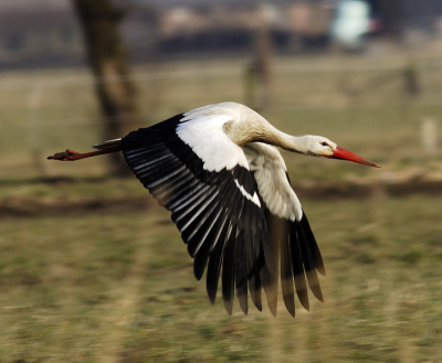 Deze vloog net weg toen ik kwam aanrijden.
Vanuit de Auto met rijstzak foto behoorlijk gecropt.
AF-I 600mm F10 at 1/250 sec