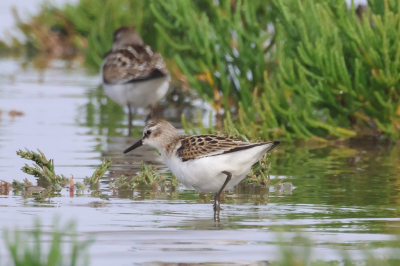 Kleine Strandloper gecropt van 7000 px naar 2500 px breed. Daarna verkleind naar 1024 Birdpix formaat.