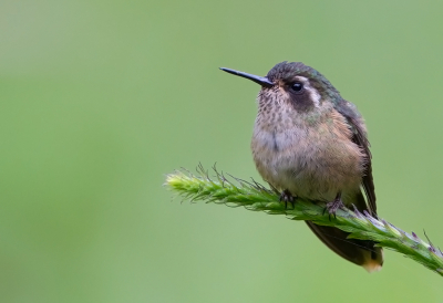 <i class='fa fa-user'></i> charlysax |   Zwartoorkolibrie  <i class='fa fa-eye'> 141</i>  <i class='fa fa-thumbs-up'> 9</i>   <i class='fa fa-comment-o'> 2</i>