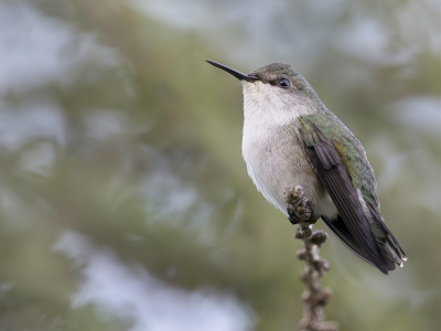 Bird picture: Mellisuga minima / Dwergkolibrie / Vervain Hummingbird