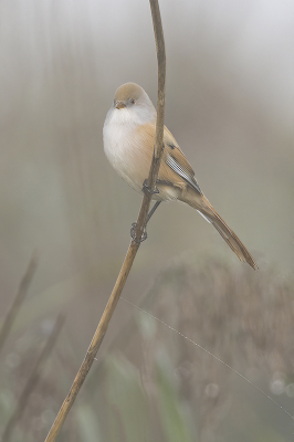 <i class='fa fa-user'></i> Fred |   Baardman  <i class='fa fa-eye'> 284</i>  <i class='fa fa-thumbs-up'> 13</i>   <i class='fa fa-comment-o'> 9</i>