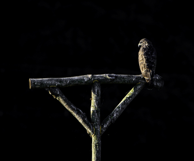 Langs mijn fietsroute die naar mijn werk gaat, kom ik regelmatig langs een deel van de Nieuwe Driemanspolder. Langs die polder zijn speciaal voor de (roof)vogels palen neergezet. 's Ochtens vroeg in augustus zat daar bijna dagelijks een buizerd op. Om het effect van de eerste zonnestralen goed te kunnen laten zien, heb ik een tijdje gespeeld met low key/ onderbelichting. En daarbij bewust gewacht tot de buizerd voor de helft in het licht kwam te zitten. Dat leverde uiteindelijk deze foto op.