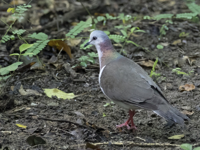 <i class='fa fa-user'></i> Paul van Giersbergen |   Witbuikduif  <i class='fa fa-eye'> 107</i>   <i class='fa fa-comment-o'> 0</i>