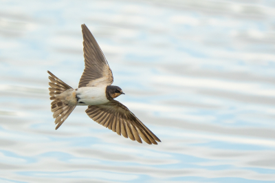 Vogel foto: Hirundo rustica / Boerenzwaluw / Barn Swallow