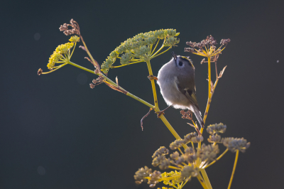 <i class='fa fa-user'></i> Hans Overduin |   Goudhaan  <i class='fa fa-eye'> 360</i>  <i class='fa fa-thumbs-up'> 22</i>   <i class='fa fa-comment-o'> 11</i>