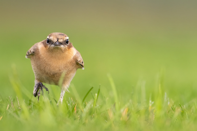 <i class='fa fa-user'></i> kevinhollmann |   Tapuit  <i class='fa fa-eye'> 248</i>  <i class='fa fa-thumbs-up'> 7</i>   <i class='fa fa-comment-o'> 5</i>