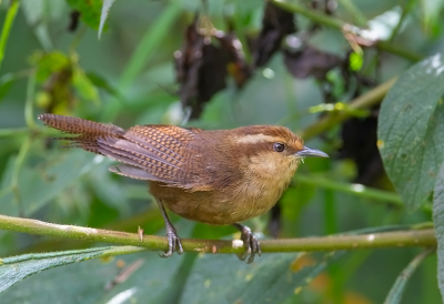 <i class='fa fa-user'></i> charlysax |   Vosbruine Winterkoning  <i class='fa fa-eye'> 136</i>  <i class='fa fa-thumbs-up'> 2</i>   <i class='fa fa-comment-o'> 2</i>