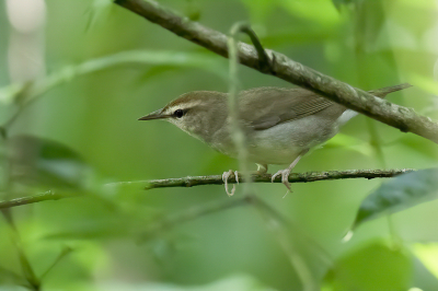 <i class='fa fa-user'></i> Paul van Giersbergen |   Swainsons Zanger  <i class='fa fa-eye'> 122</i>   <i class='fa fa-comment-o'> 1</i>