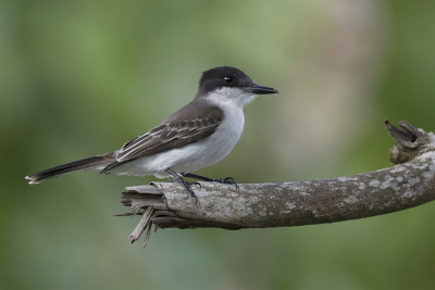 Vogel foto: Tyrannus caudifasciatus / Bahamakoningstiran / Loggerhead Kingbird