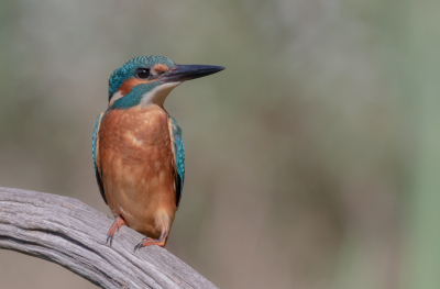 Het blijft leuk om een ijsvogeltje te kunnen fotograferen en het is natuurlijk bijzonder dat zo'n vogeltje steeds op dezelfde locatie te vinden is