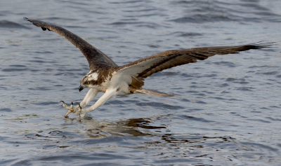 <i class='fa fa-user'></i> Ben Reitsma |   Visarend  <i class='fa fa-eye'> 369</i>  <i class='fa fa-thumbs-up'> 20</i>   <i class='fa fa-comment-o'> 9</i>