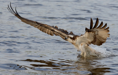 Vogel foto: Pandion haliaetus / Visarend / Western Osprey