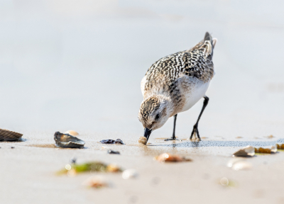 Even een TIJDELIJKE, door mij 'rechtgezette' foto van rbos: Drieteenstrandloper.