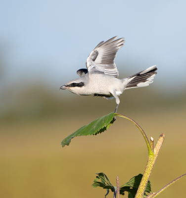 Vogel foto: Lanius excubitor / Klapekster / Great Grey Shrike