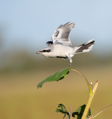 Gisteren genoten van deze klapekster. Vanuit de auto heel wat foto's kunnen maken. Voor deze foto gekozen omdat ik de houding wel mooi vond passen bij het blad eronder. Trouwens ook de enige 'vluchtfoto' die gelukt is.