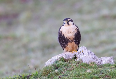 Bird picture: Falco femoralis / Aplomadovalk / Aplomado Falcon