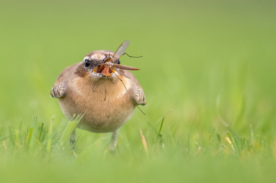 <i class='fa fa-user'></i> kevinhollmann |   Tapuit  <i class='fa fa-eye'> 285</i>  <i class='fa fa-thumbs-up'> 25</i>   <i class='fa fa-comment-o'> 13</i>