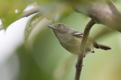 <i class='fa fa-user'></i> Paul van Giersbergen |   Jamaicaanse Vireo  <i class='fa fa-eye'> 90</i>   <i class='fa fa-comment-o'> 3</i>