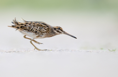 Bird picture: Lymnocryptes minimus / Bokje / Jack Snipe
