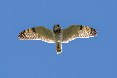 Vogel foto: Asio flammeus / Velduil / Short-eared Owl