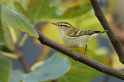 <i class='fa fa-user'></i> thijsglastra |   Bladkoning  <i class='fa fa-eye'> 334</i>  <i class='fa fa-thumbs-up'> 21</i>   <i class='fa fa-comment-o'> 12</i>