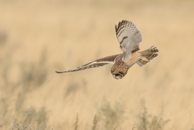 <i class='fa fa-user'></i> Ben Reitsma |   Velduil  <i class='fa fa-eye'> 387</i>  <i class='fa fa-thumbs-up'> 23</i>   <i class='fa fa-comment-o'> 10</i>