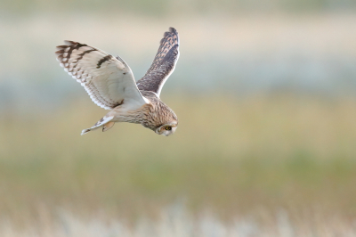 <i class='fa fa-user'></i> horneman69 |   Velduil  <i class='fa fa-eye'> 443</i>  <i class='fa fa-thumbs-up'> 34</i>   <i class='fa fa-comment-o'> 11</i>