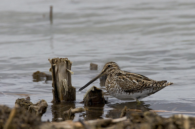 We gaan vandaag watersnip kijken. 
Het duurde even tot er een beetje activiteiten waren,en op de goede plaats.