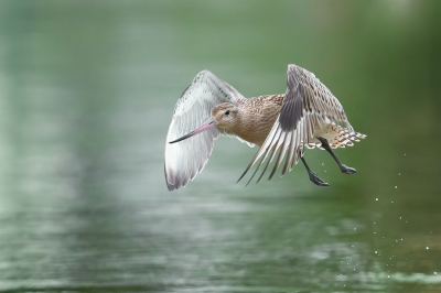 <i class='fa fa-user'></i> Vincent Vuik |   Rosse Grutto  <i class='fa fa-eye'> 289</i>  <i class='fa fa-thumbs-up'> 23</i>   <i class='fa fa-comment-o'> 16</i>